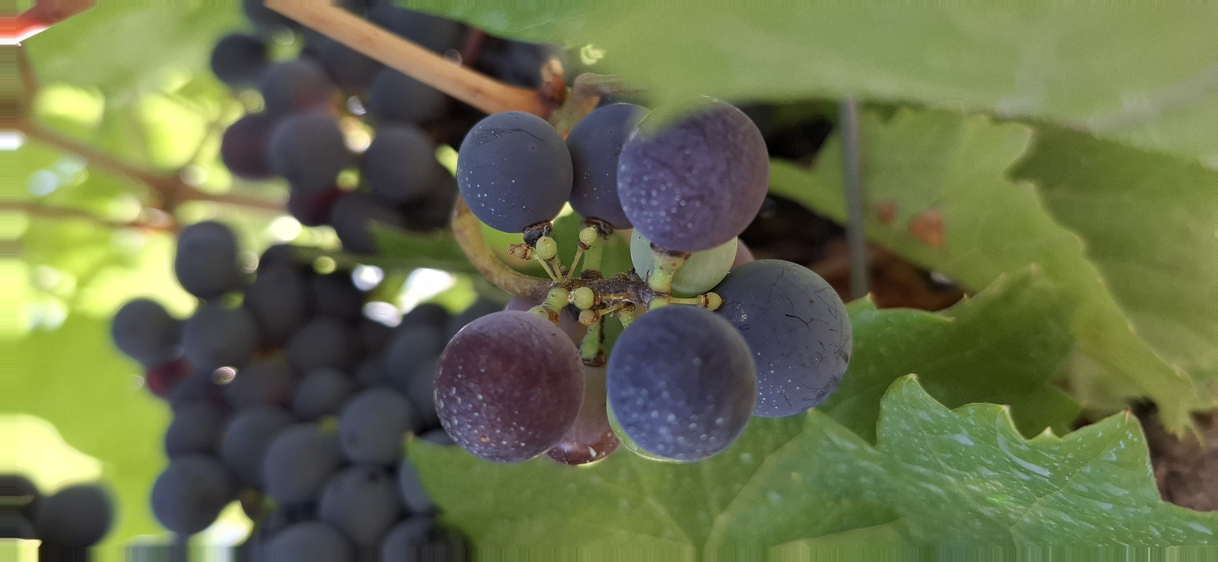 Vinos y más